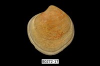 藏品(環文蛤(赤嘴仔))的圖片